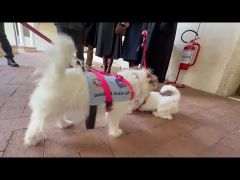 Treviso, il Lions club dona un cane «allerta diabete» ad una bambina