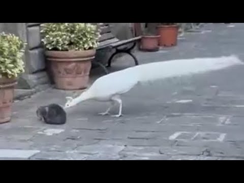 Il pavone Nino che ha “deciso” di vivere in un paese dell’Amiata