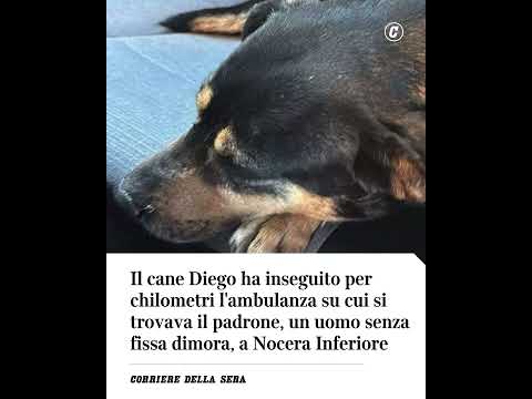 Il cane Diego ha inseguito per chilometri l’ambulanza su cui si trovava il padrone #shorts #news