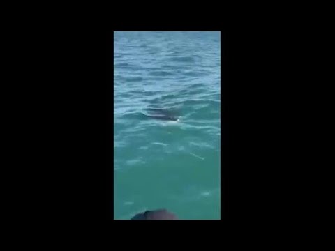 Squalo elefante avvistato nel mare di Trani: ecco l’esemplare nel video diffuso dal Wwf