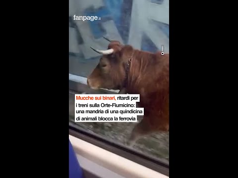 Mucche sui binari, ritardi per i treni sulla Orte-Fiumicino: mandria blocca la ferrovia