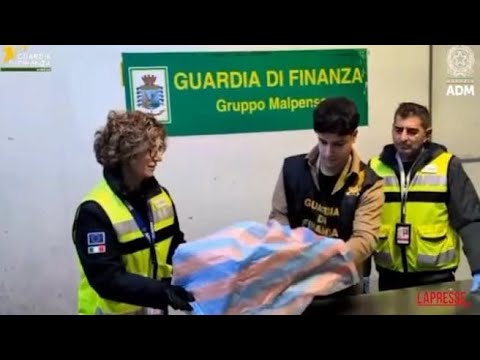 Malpensa, sequestrato nella cargo city dell’aeroporto il cranio di un orso bruno