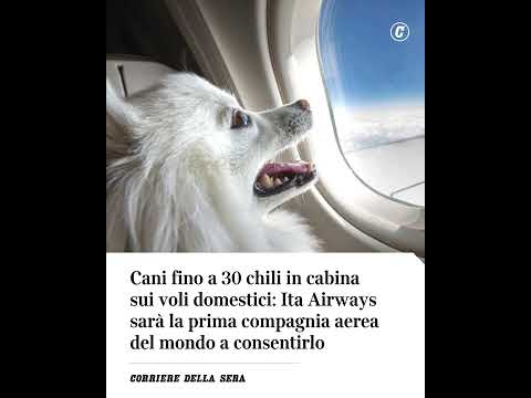 Cani fino a 30 chili in cabina: Ita Airways sarà la prima compagnia aerea al mondo a consentirlo