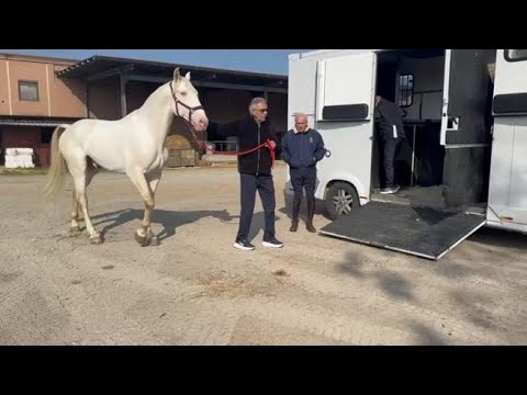 Sanremo 2026, Andrea Bocelli prima della finale va a Spirano a comperare un cavallo