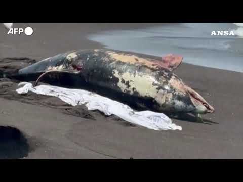 Messico, perdita di petrolio: trovato un delfino morto sulla costa di Veracruz