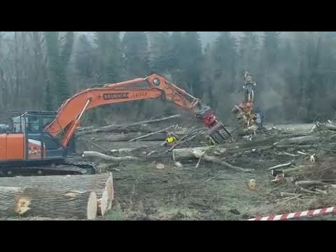 Le ruspe sul bosco ripariale di Bressanone, sparisce un habitat centenario per uccelli e rettili …