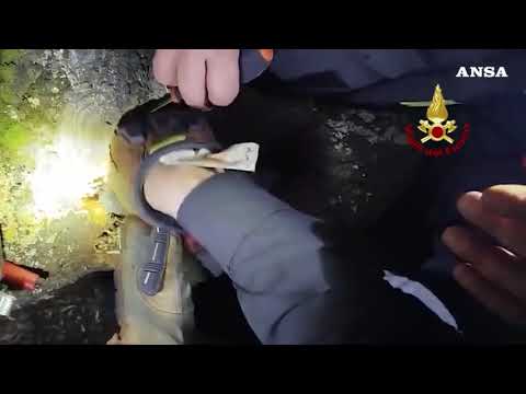 Scoiattolo incastrato in un albero, l’intervento dei Vigili del fuoco