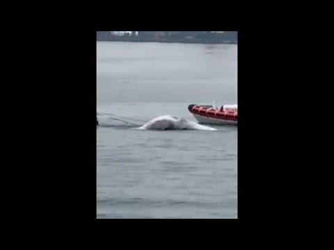 Morta la balenottera avvistata a Napoli, il video del recupero