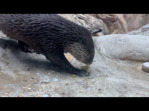 Le lontre dell’Acquario di Cattolica festeggiano Pasqua con la caccia alle uova