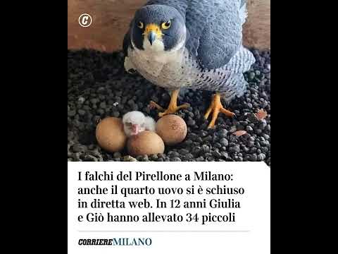 I falchi del Pirellone a Milano: anche il quarto uovo si è schiuso in diretta web