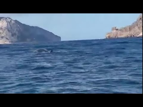 Balenottera avvistata al largo di Capri