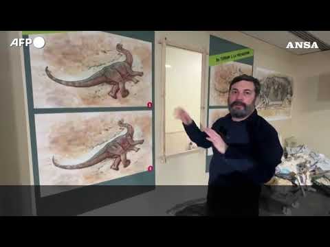 Le ossa di un Camarasaurus di 20 metri in mostra in Francia