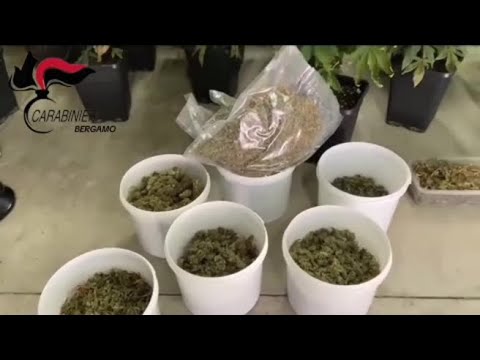 Gazzaniga, in casa piantine, foglie esiccate, lampade e ventilazione