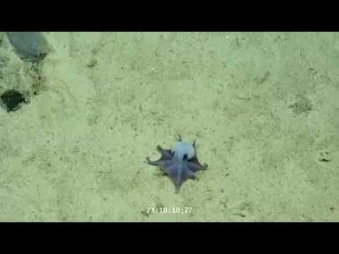 galapagos