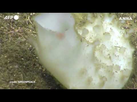 Greenpeace negli abissi artici, missione nel ‘Banana Hole’
