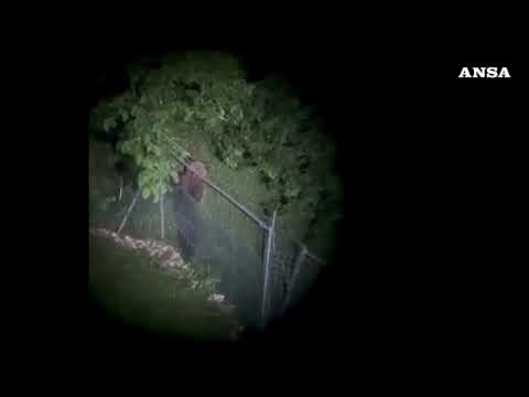 Nuovo avvistamento di un orso in Veneto, sull’Altopiano di Asiago