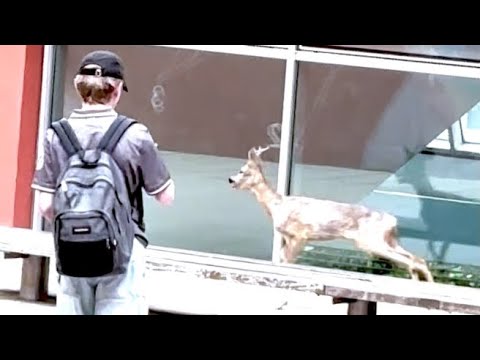 Il capriolo corre nel cortile della scuola durante la ricreazione: gli studenti lo riprendono con…