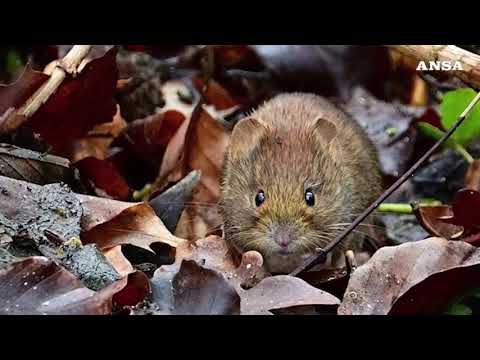 Cos’e’ l’hantavirus, come si trasmette e cosa provoca