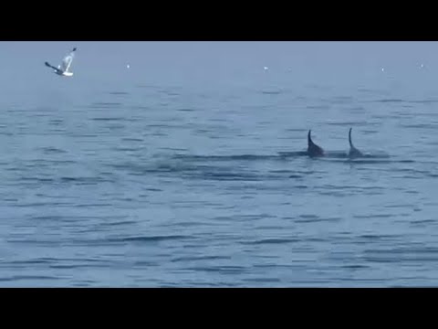 Maxi avvistamento di delfini al largo della Riviera romagnola: decine di esemplari in poche ore