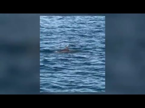Il video dei delfini nel mare Adriatico al largo della Romagna: le immagini dall’imbarcazione con…