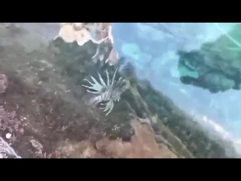 San Caterina, avvistato pesce scorpione a pochi metri da barche e bagnanti