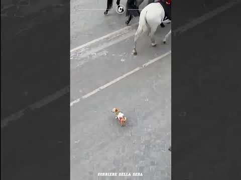 Ultima parata di Briciola: dopo 12 anni la cagnolina mascotte dei carabinieri va in pensione
