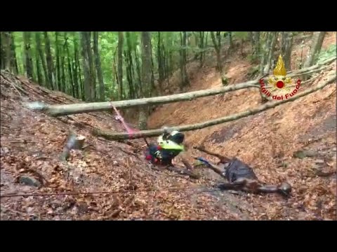 Il salvataggio del cavallo precipitato nel canalone: l’animale sospeso nel vuoto
