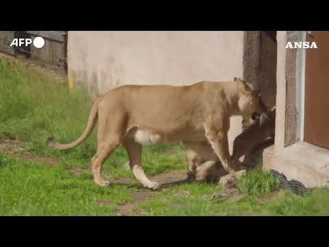 Norvegia, cuccioli di leone muovono i primi passi all’aperto allo zoo di Kristiansand