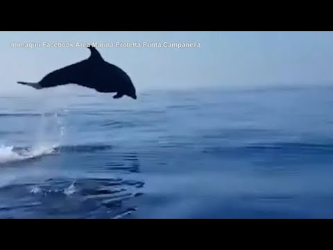 Cucciolo di delfino intrappolato in una rete al largo di Salerno: diportisti lo salvano e gli alt…