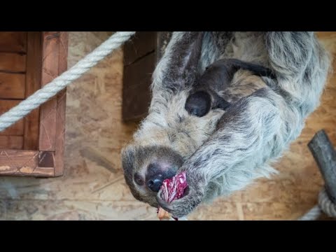 È nato un piccolo bradipo al bioparco Zoom. «Ma il sesso lo scopriremo solo quando avrà acquistat…