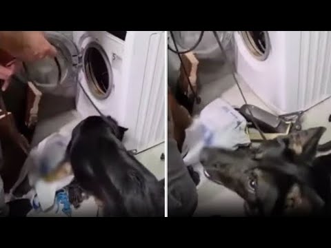 Milano, il cane poliziotto scopre la cocaina nascosta dentro gli scomparti della lavatrice