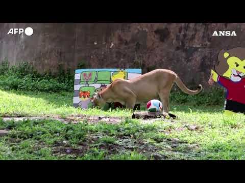 Mondiali, i pronostici degli animali allo zoo messicano di Guadalajara