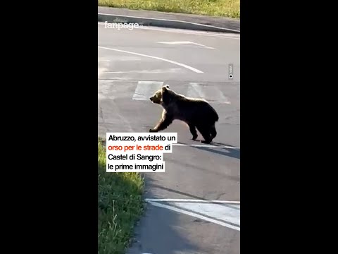 Abruzzo, avvistato un orso per le strade di Castel di Sangro: le prime immagini