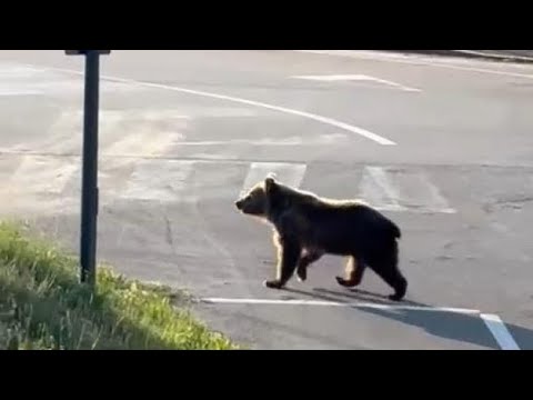 L’orso passeggia in pieno giorno per le strade di Castel di Sangro