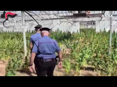 Scoperta piantagione di cannabis da diecimila piante a Cagliari