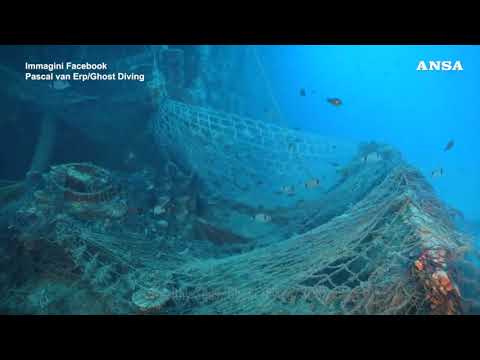 Avvistato uno squalo bianco nel Canale di Sicilia