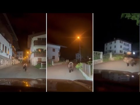 L’orso in fuga tra le case in Valtellina: il video