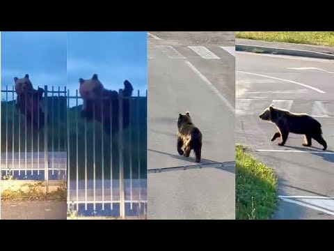 Castel di Sangro, l’orso marsicano rispunta in città