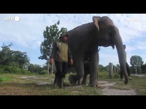 Indonesia, nato un cucciolo di elefante di Sumatra