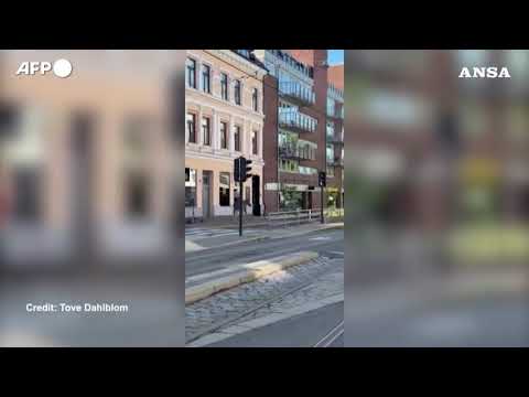 Alce passeggia nel centro di Oslo