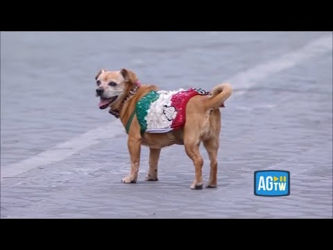 Briciola, la mascotte dei carabinieri a cavallo, sfila su via dei Fori Imperiali: è la sua ultima…