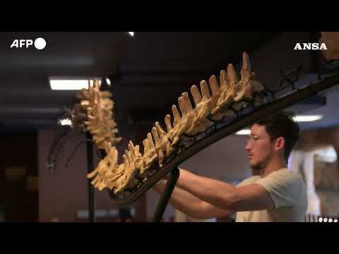 All’asta uno scheletro di Elasmosaurus lungo 9 metri, base stimata 200mila euro
