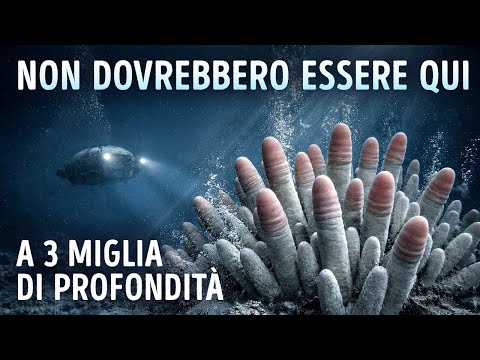 Scoperta una stranezza nelle profondità marine dagli scienziati