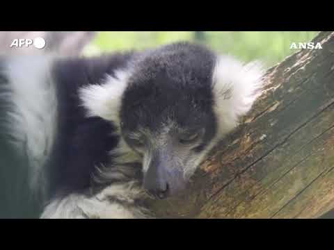 Nasce raro lemure allo zoo di Besançon, in Francia: segnale di speranza