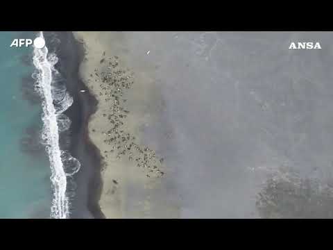 Australia, influenza aviaria stermina oltre 13.000 cuccioli di foca