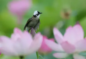 Cina, stretta sulla caccia illegale agli uccelli e i reati contro fauna selvatica