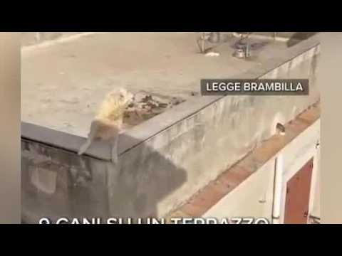 I guaiti dei cuccioli sotto il sole, il video dei cani abbandonati sul terrazzo di Sciacca in Sic…