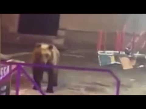 A Villa Scontrone (L’Aquila) un orso passeggia tra le giostre durante la festa del paese