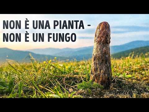 Paleontologi hanno scoperto un organismo gigantesco che non si adatta all’albero della vita