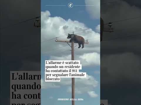 Nel New Mexico un orso è rimasto intrappolato in cima a un palo della luce
